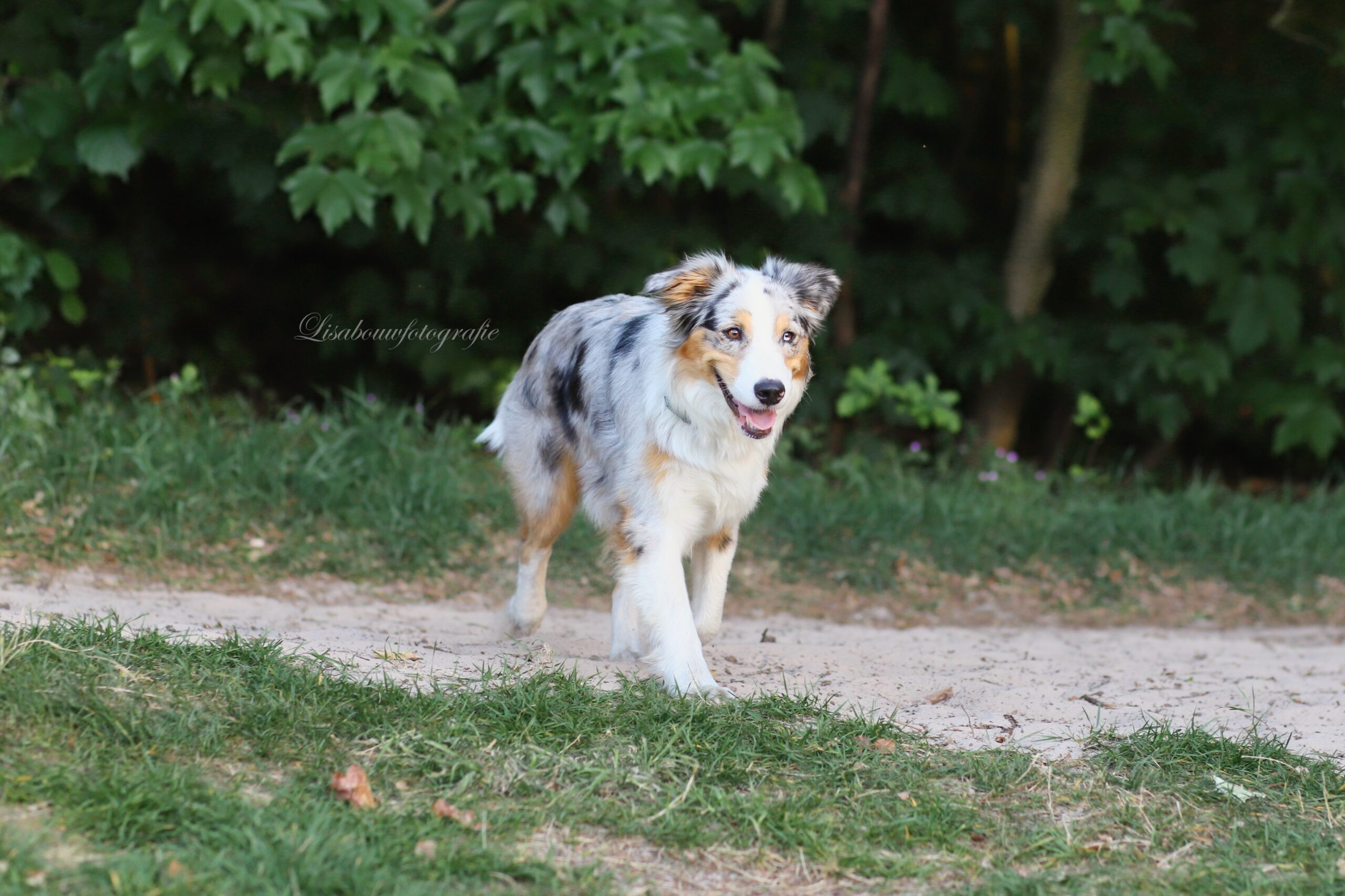 fotoshoot met hond