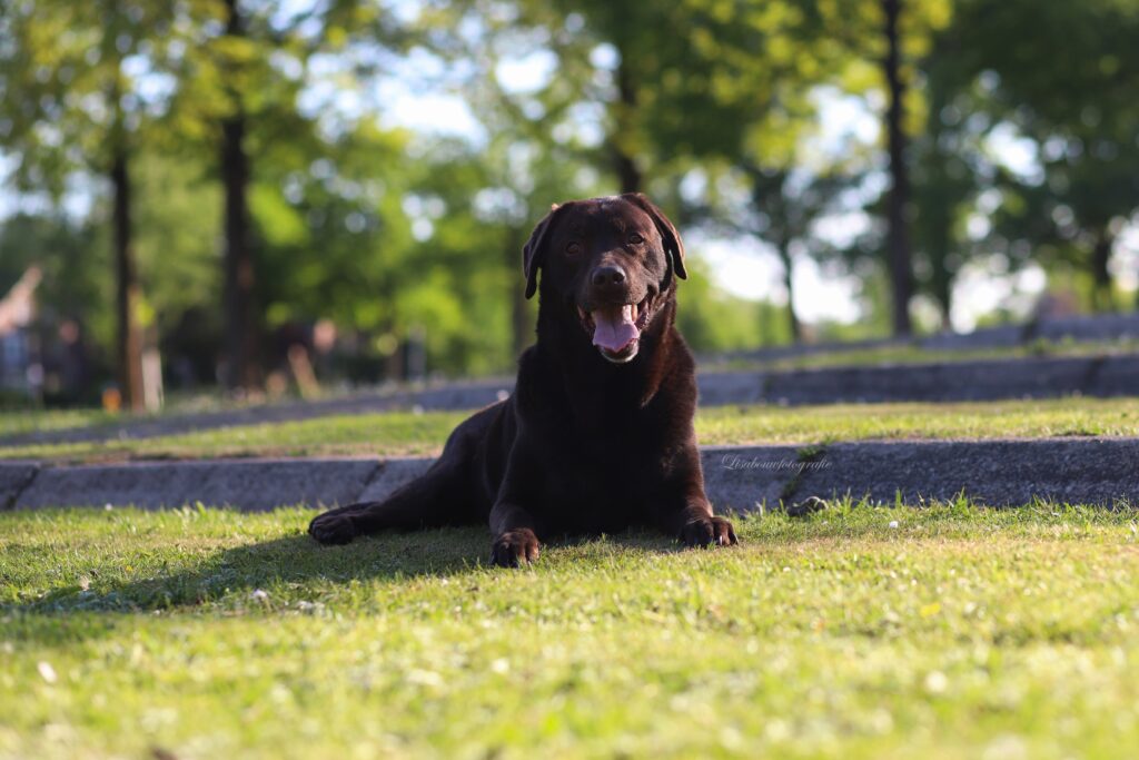 honden fotoshoot