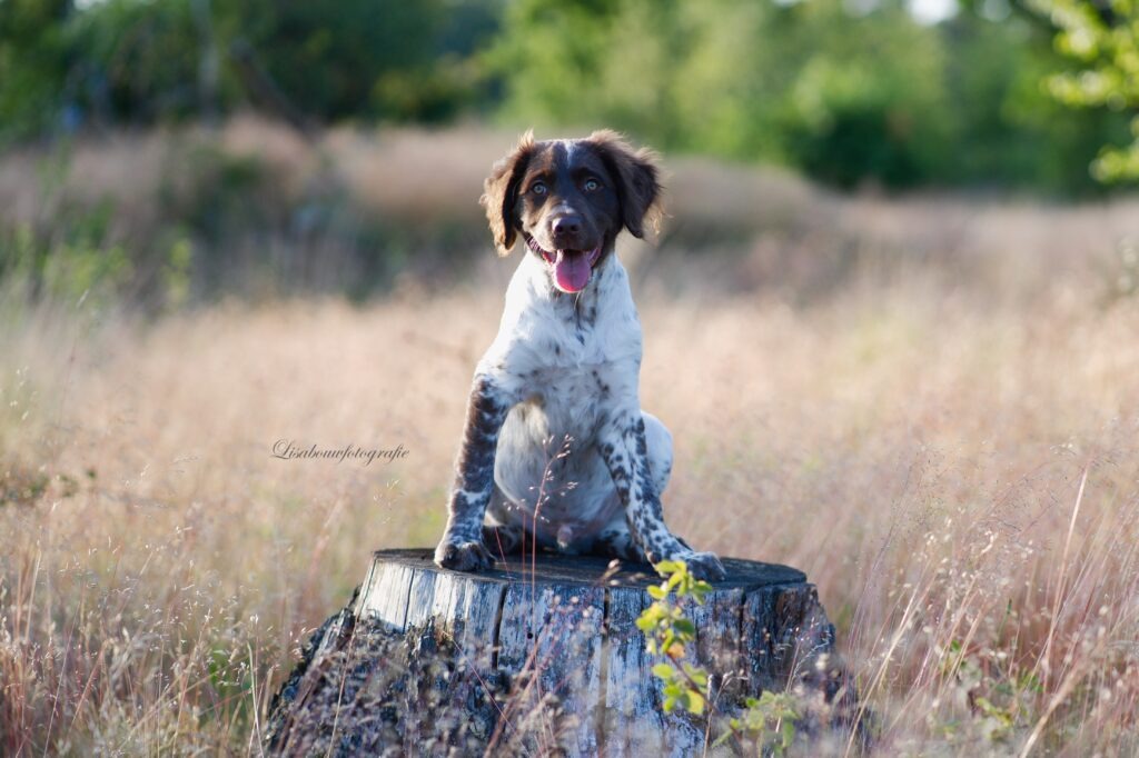 honden fotograaf